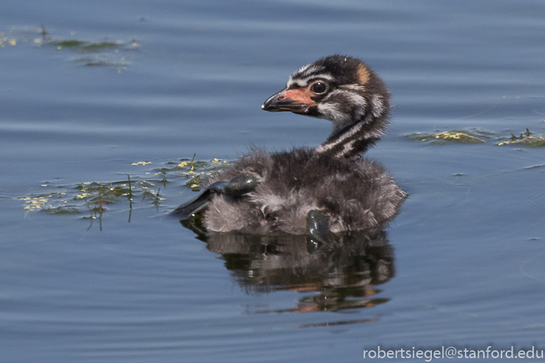 emily renzel wetlands